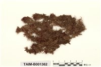 藏品(廣舌泥炭苔)的圖片